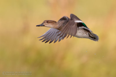 Common Teal (Anas crecca)