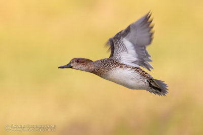 Common Teal (Anas crecca)