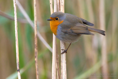 Robin (Erithacus rubecula)