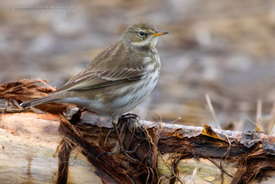 Water Pipit (Anthus spinoletta)