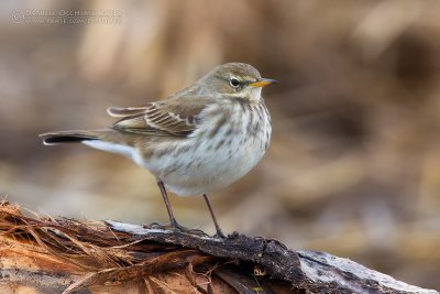 Water Pipit (Anthus spinoletta)