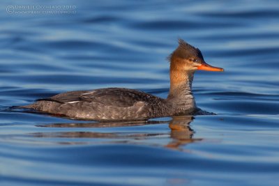 Red.breasted Merganser (Mergus serrator)