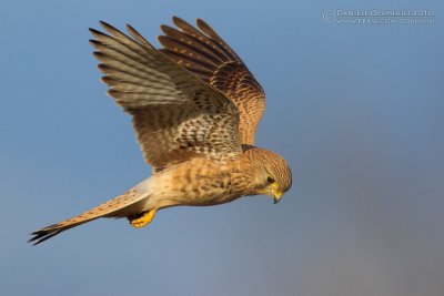 Common Kestrel (Falco tinnunculus)