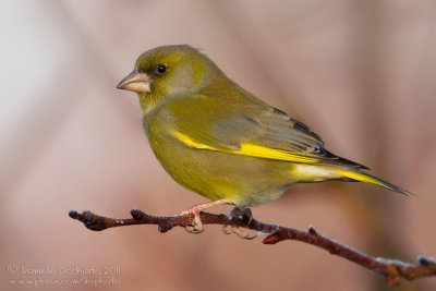 Greenfinch (Carduelis chloris)