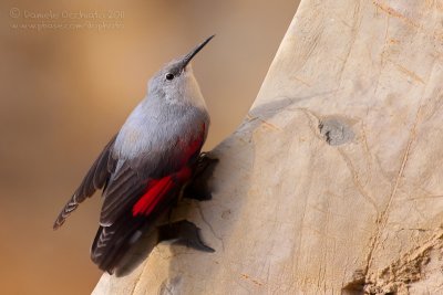 Wallcreeper (Picchio muraiolo)