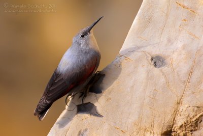 Wallcreeper (Tichodroma muraria)