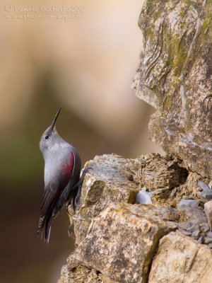 Wallcreeper (Tichodroma muraria)