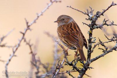 Dunnock (Prunella modularis)