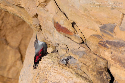 Wallcreeper (Tichodroma muraria)