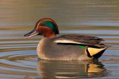 Common Teal (Anas crecca)