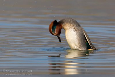 Common Teal (Anas crecca)