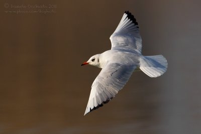 Common Black-headed Gull (Croicocephalus ridibundus)