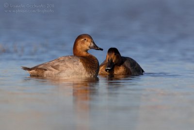 Pochard (Aythya ferina)