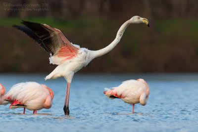 Flamingo (Phoenicopterus roseus)