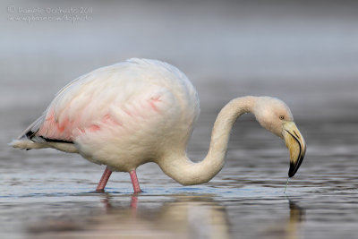 Flamingo (Phoenicopterus roseus)