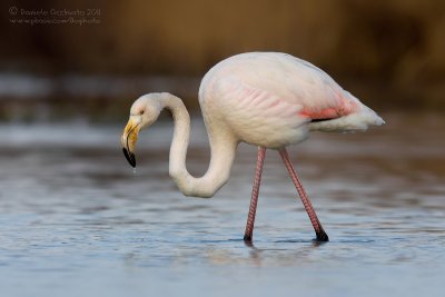 Flamingo (Phoenicopterus roseus)