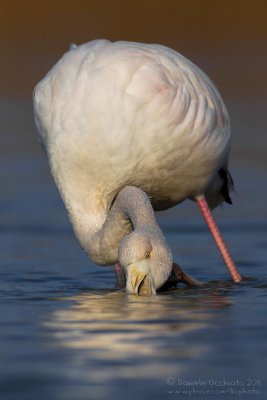 Flamingo (Phoenicopterus roseus)