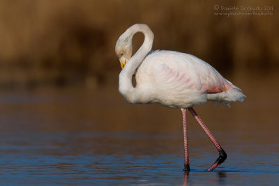 Flamingo (Phoenicopterus roseus)