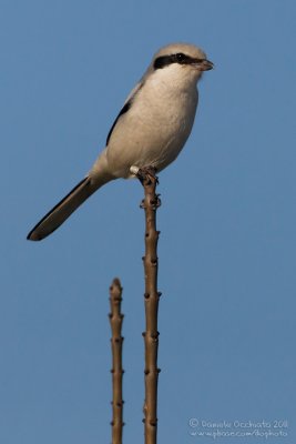 Great Grey Shrike (Lanius excubitor)