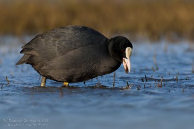 Coot (Fulica atra)