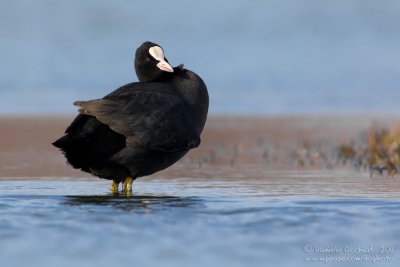 Coot (Fulica atra)