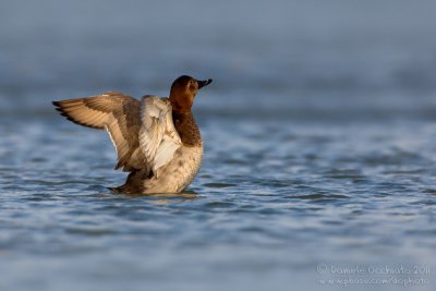 Pochard (Aythya ferina)