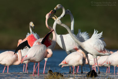 Flamingo (Phoenicopterus roseus)