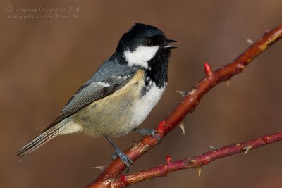 Coal Tit (Periparus ater)