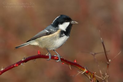 Coal Tit (Periparus ater)