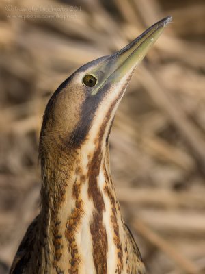 Bittern (Botaurus stellaris)