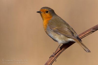 Robin (Erithacus rubecula)