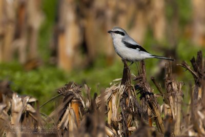 Great Grey Shrike (Lanius excubitor)