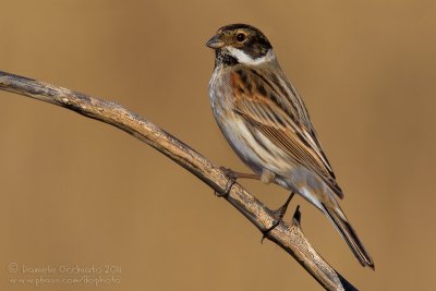 Reed Bunting (Emberiza schoeniclus)