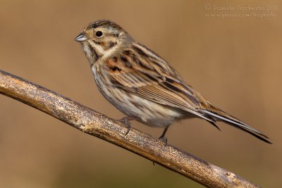 Reed Bunting (Emberiza schoeniclus)