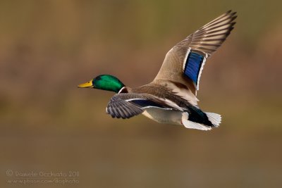 Mallard (Anas platyrhynchos)