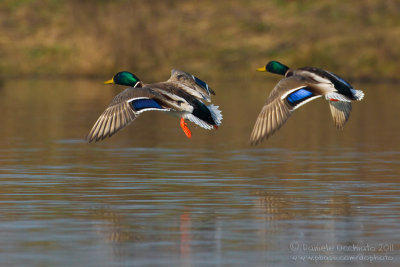 Mallard (Anas platyrhynchos)