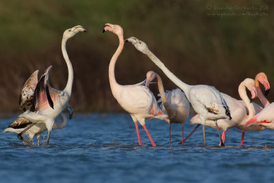 Flamingo (Phoenicopterus roseus)