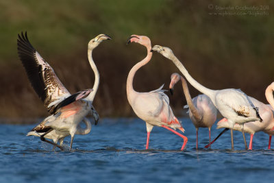 Flamingo (Phoenicopterus roseus)