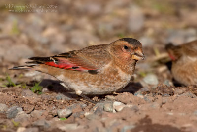 African Crimson-winged Finch (Rhodopechys alienus)