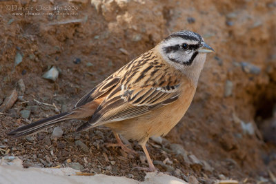 Rock Bunting (Emberiza cia)