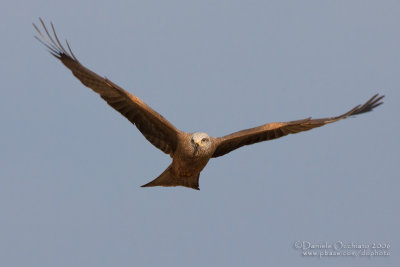 Black Kite (Milvus migrans)