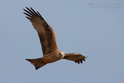 Black Kite (Milvus migrans)