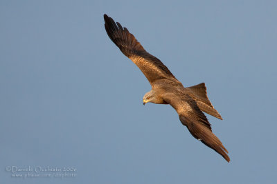 Black Kite (Milvus migrans)