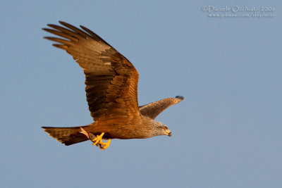 Black Kite (Milvus migrans)