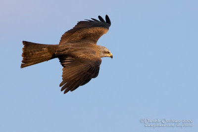 Black Kite (Milvus migrans)