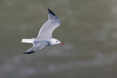 Audouin's Gull (Larus audouinii)