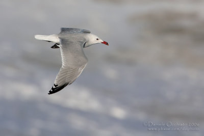 Audouin's Gull (Larus audouinii)