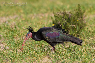 Bald Ibis (Geronthicus eremita)