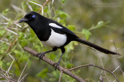 Maghreb Magpie (Pica mauritanica)