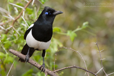 Maghreb Magpie (Pica mauritanica)